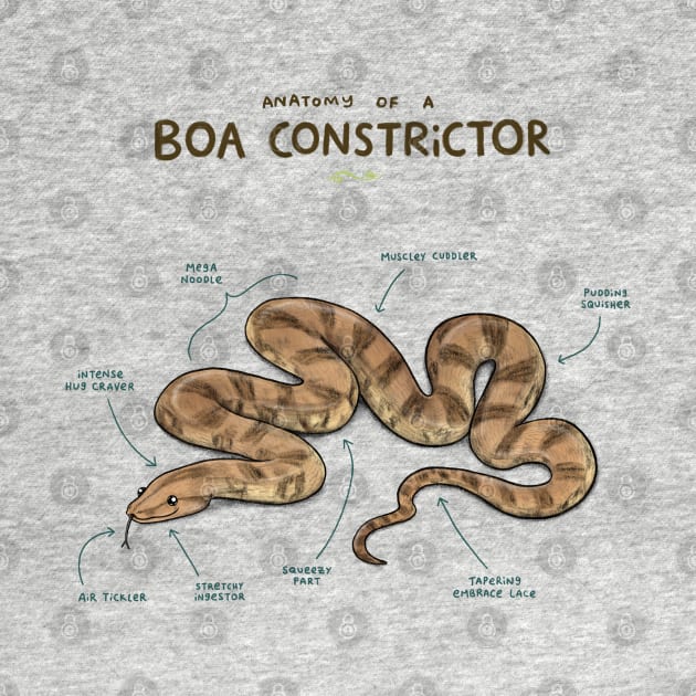 Anatomy of a Boa Constrictor by Sophie Corrigan